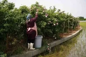 برداشت گل محمدی در روستای اله رودبار بابل