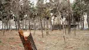 هشدار درباره مرگ خاموش درختان تهران