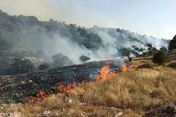 جنگل‌های زاگرس را  در ۶۰ سال گذشته به سمت نابودی بردیم

