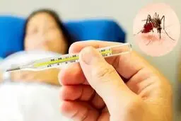 تایید ۱۶ مورد ابتلا به تب دنگی در هرمزگان