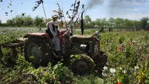 واردات کشاورزی از افغانستان ممنوع شد 