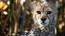 «پیروز» همچنان بستری است