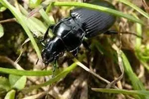 سوسک های سیاه کارابیده خطری برای سلامت انسان ندارند