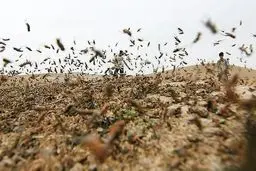 هشدار احتمال ورود ملخ صحرایی به کشور در اواخر زمستان و اوایل بهار 