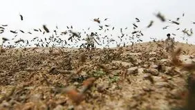 هشدار احتمال ورود ملخ صحرایی به کشور در اواخر زمستان و اوایل بهار 