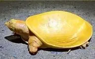 برای دومین بار سر و کله لاک‌پشت زال در هند پیدا شد