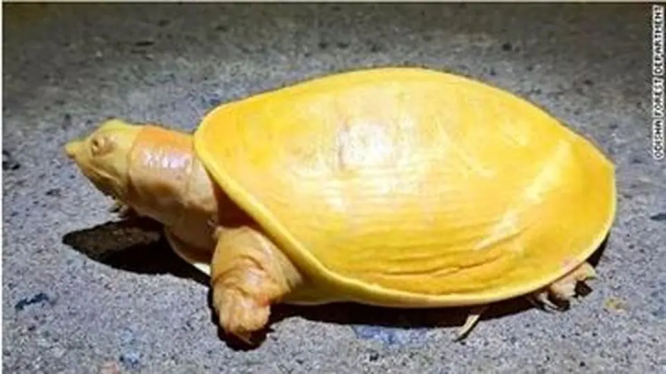 برای دومین بار سر و کله لاک‌پشت زال در هند پیدا شد