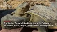 لاک‌پشت زال هندی