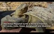 لاک‌پشت زال هندی