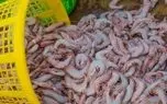 پرورش میگو در مازندران تجاری می شود