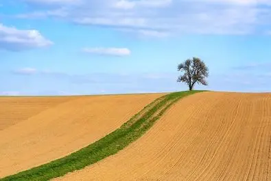 درخت گلابی تنها در میان زمین‌های خالی شیب‌دار در آلمان