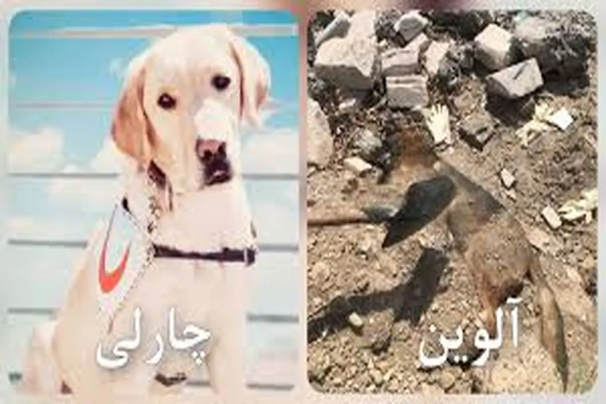 چارلی و آلوین سگ‌های زنده‌یاب جانشان را از دست دادند 
