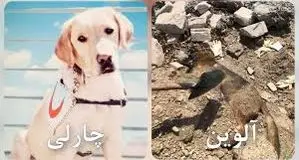 چارلی و آلوین سگ‌های زنده‌یاب جانشان را از دست دادند 