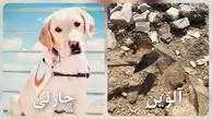 چارلی و آلوین سگ‌های زنده‌یاب جانشان را از دست دادند 