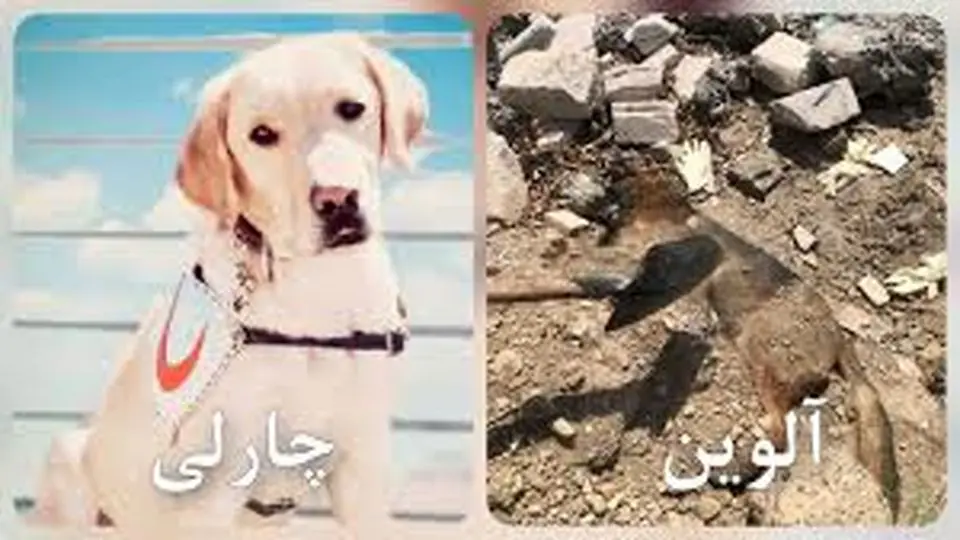 چارلی و آلوین سگ‌های زنده‌یاب جانشان را از دست دادند 