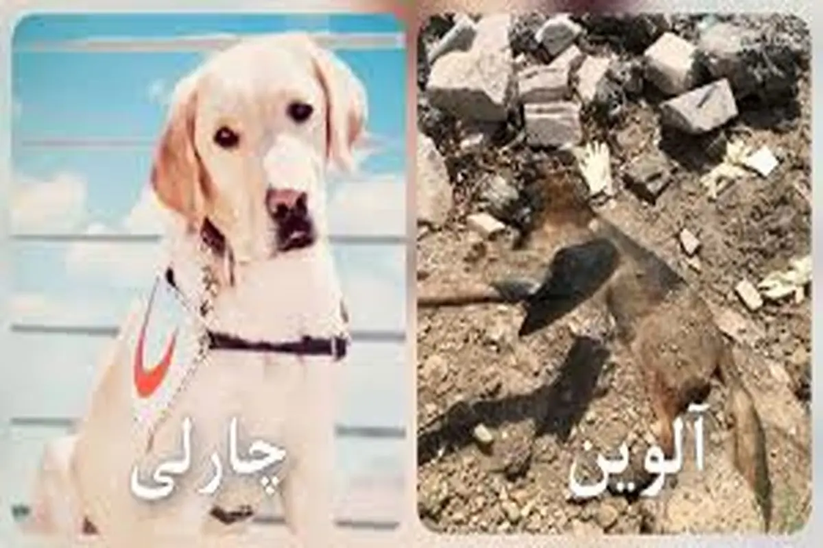 چارلی و آلوین سگ‌های زنده‌یاب جانشان را از دست دادند 