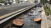 قطع شبانه درختان ولیعصر