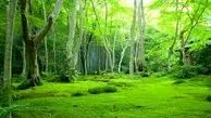 از پوشش سبز جنگل‌ها هم مراقبت کنید
