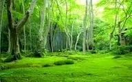 از پوشش سبز جنگل‌ها هم مراقبت کنید
