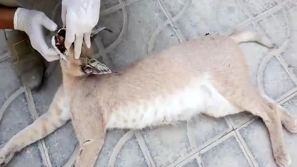 گربه‌سان نادر در جنوب سیستان و بلوچستان تلف شد/ عکس