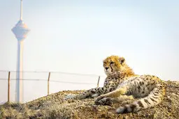 افسوس برای پیروز