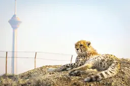 افسوس برای پیروز