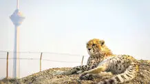 افسوس برای پیروز