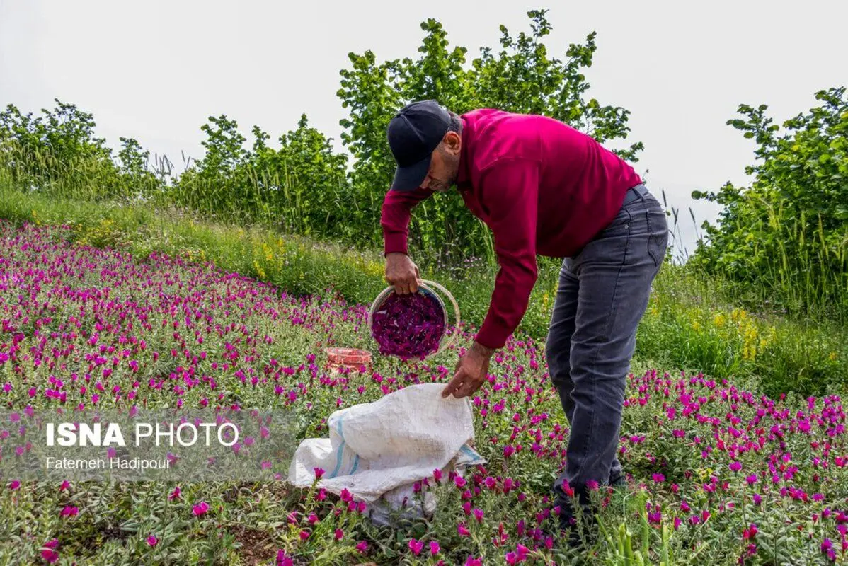 برداشت گل‌گاوزبان در روستای آغوزبن کندسر