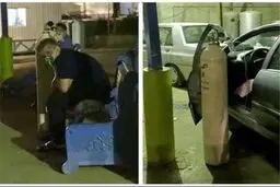 زنده ماندن برای جوانه زدن