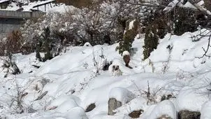 تصاویری از شمشک پس از بارش برف