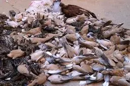 ویدئویی از خوراندن سم به پرندگان و شکار آنها در خوزستان 