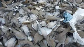 کشف تعداد زیادی لاشه پرندگان مسموم شده در اهواز/ ماجرا چیست؟