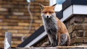 چرا روباه ها به تهران آمده اند؟!