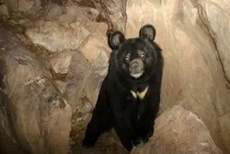 تکذیب گم شدن توله خرس دوم