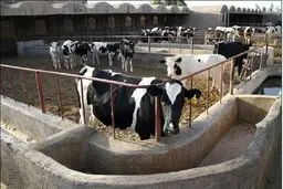 ابتلای دام های تهران،قم ،البرز و مرکزی به تب برفکی