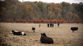 تصاویر هولناک از پاییز خشک مازندران