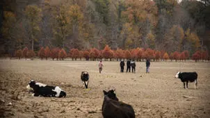 تصاویر هولناک از پاییز خشک مازندران