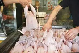 مرغ ارزان در راه است