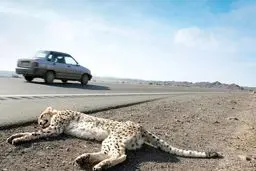 جاده‌ای که یوز می‌بلعد
