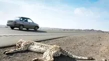 جاده‌ای که یوز می‌بلعد

