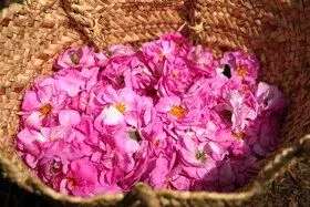 برداشت گل محمدی در روستای اله رودبار بابل