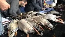 تعطیلی بازار پرندگان وحشی فریدونکنار
