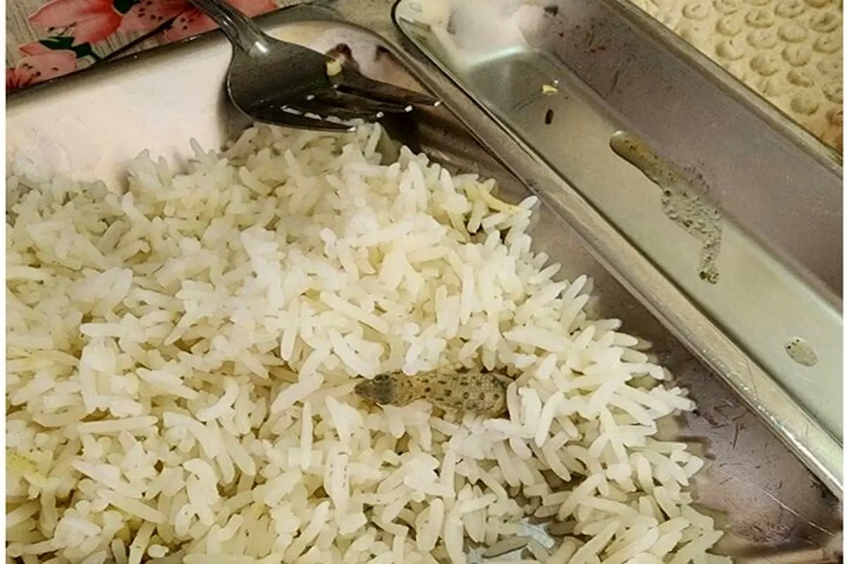 صف۲۰۰ متری غذاها پس از پیدا شدن مارمولک