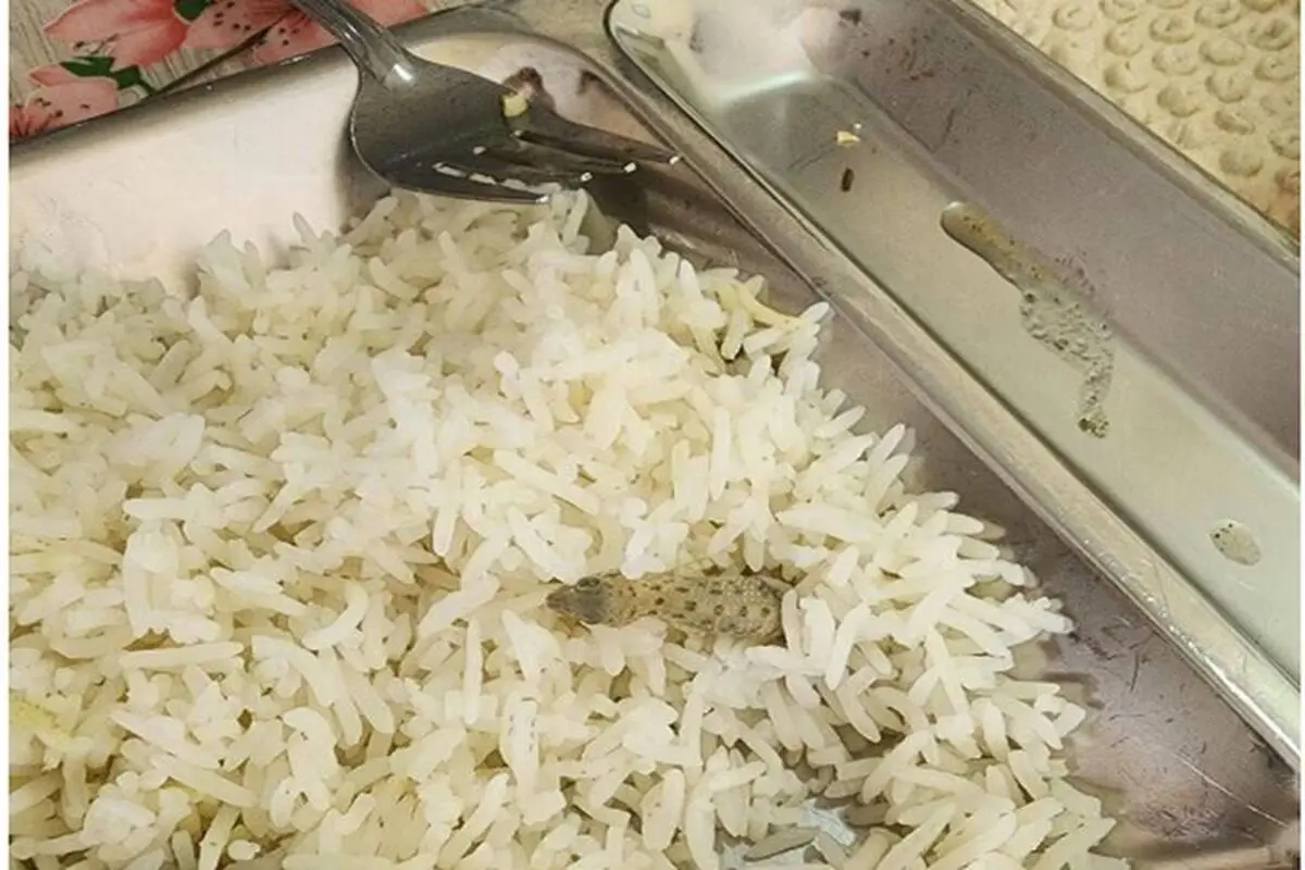 صف۲۰۰ متری غذاها پس از پیدا شدن مارمولک