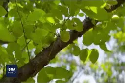 برداشت گوجه سبز در روستای هلی خال بابلکنار+ ویدئو