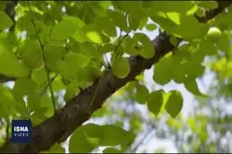 برداشت گوجه سبز در روستای هلی خال بابلکنار+ ویدئو