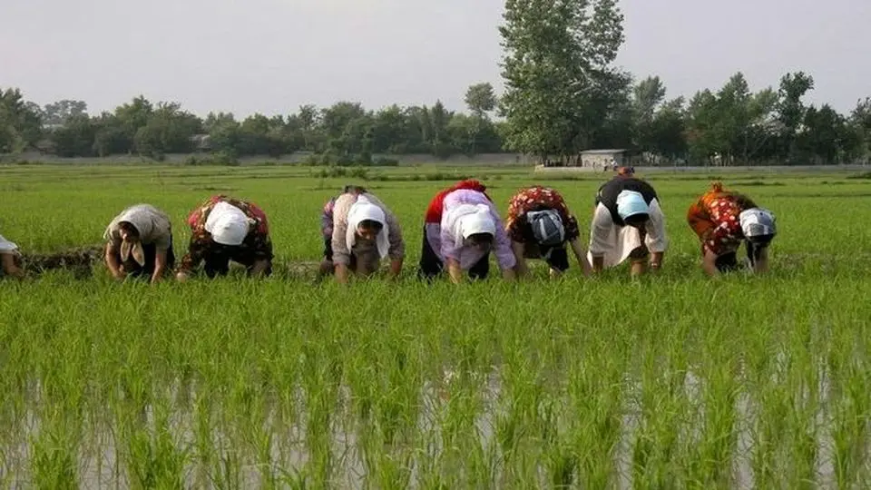 کاهش قیمت برنج در شمال کشور
