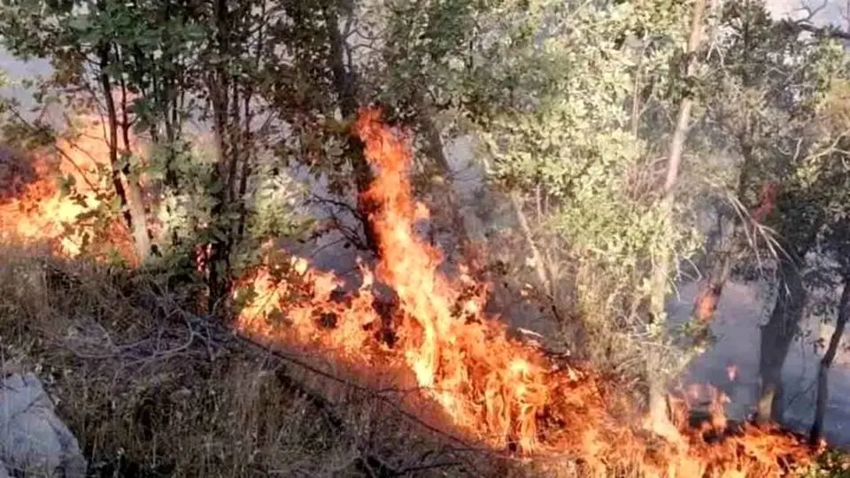 وقوع آتش سوزی در جنگلهای منطقه گناوه