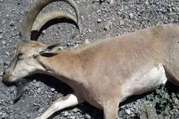 طاعون نشخوارکنندگان در مازندران!