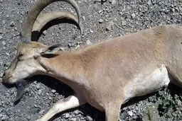 طاعون نشخوارکنندگان در مازندران!